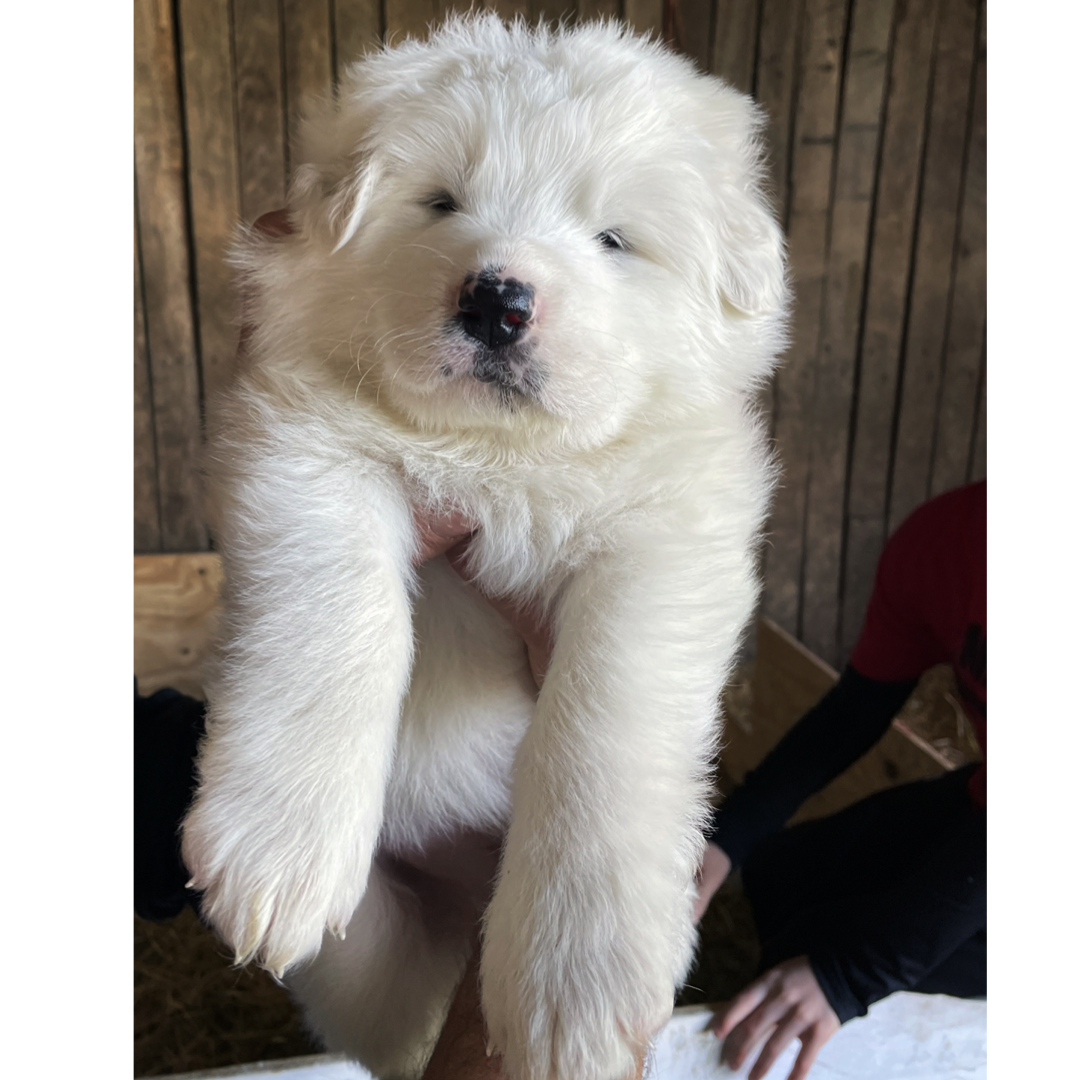 how to train a great pyrenees dog