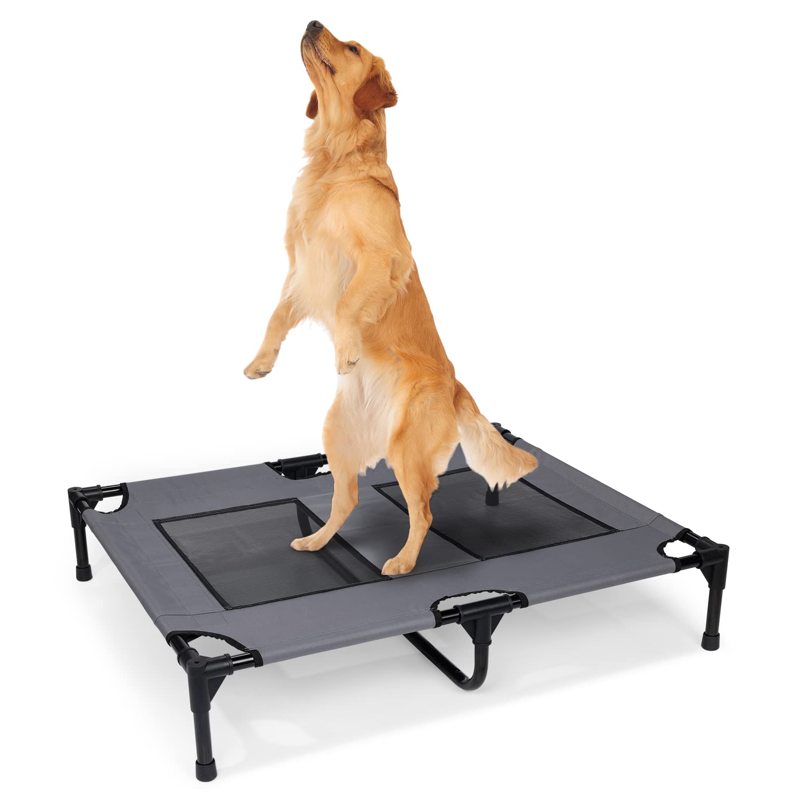 placeboard training for dogs