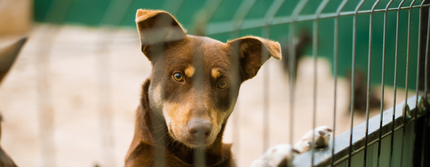 How to cure kennel cough缩略图