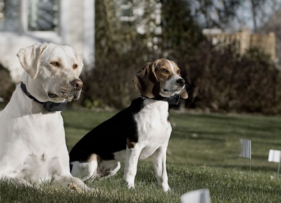 How to train a dog with a shock collar缩略图