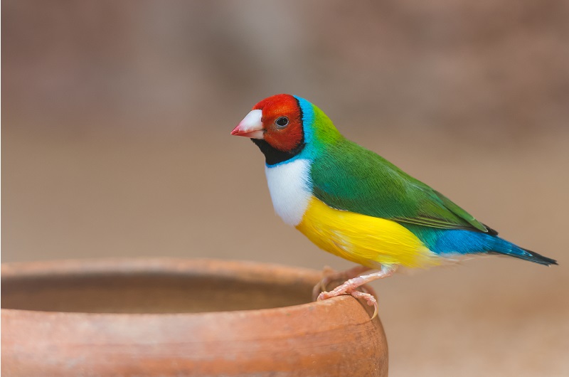 The Charming Pet Finch: Care, Behavior, and Tips缩略图