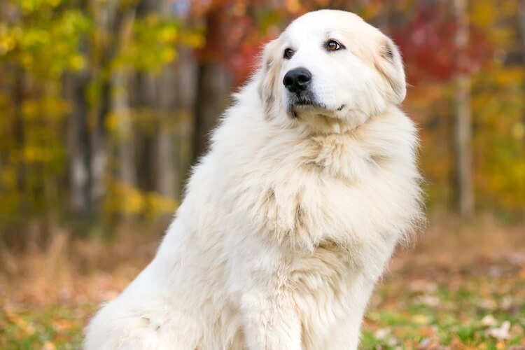 How to train a great  pyrenees dog插图2