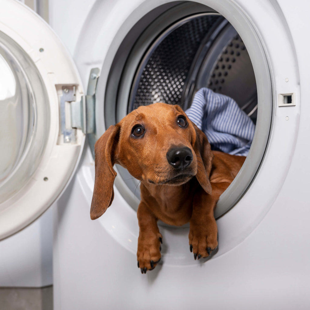 How to wash a dog collar缩略图