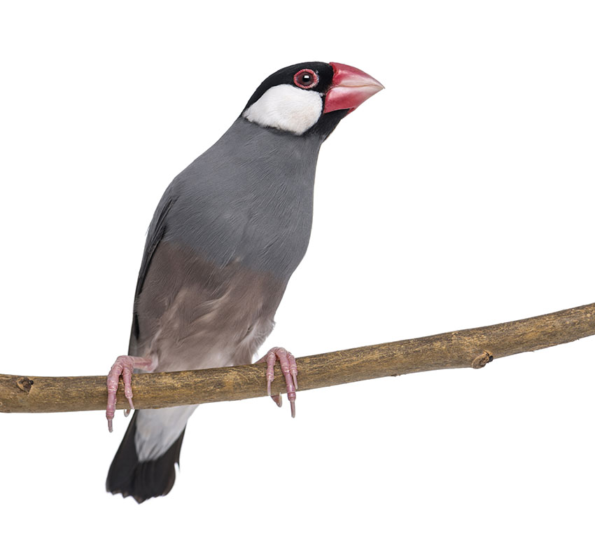 The Charming Pet Finch: Care, Behavior, and Tips插图3