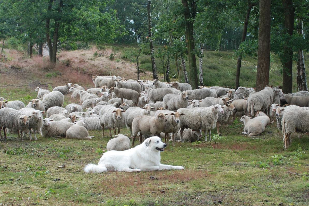 How to train a great  pyrenees dog插图3