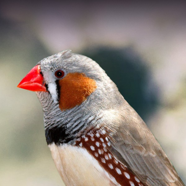 The Charming Pet Finch: Care, Behavior, and Tips插图4