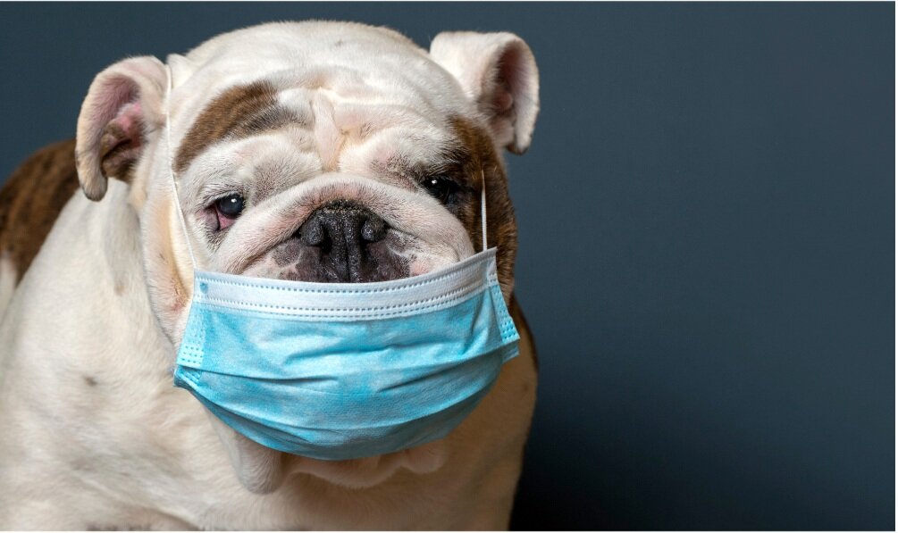 kennel cough in puppies插图2