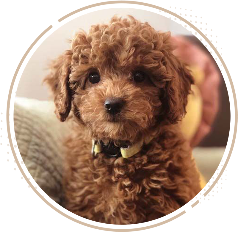 Allie’s Pet Corner: Where Pets Are Family and Pampering Comes First插图2