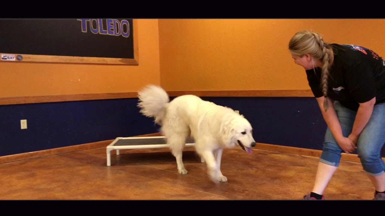 How to train a great  pyrenees dog缩略图