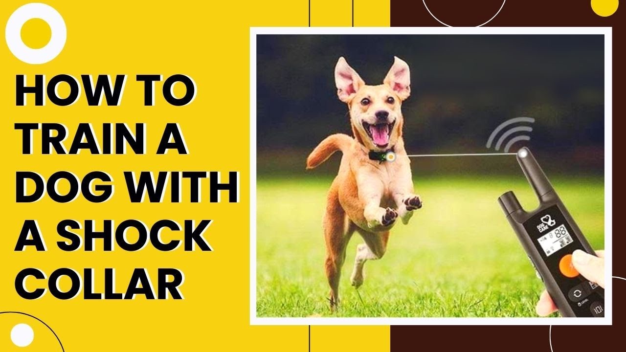 How to train a dog with a shock collar插图2