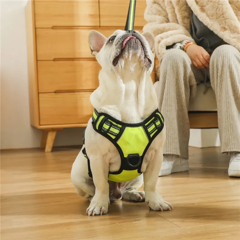 dog harness vs collar