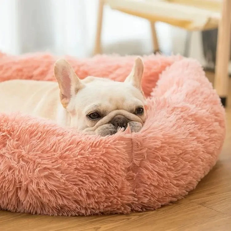 my dog sleeps on the floor instead of her bed