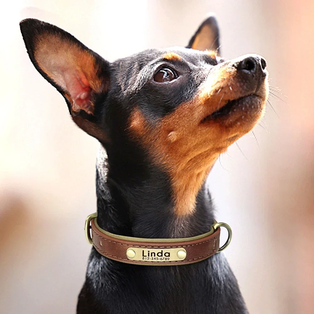 how to measure dog collar