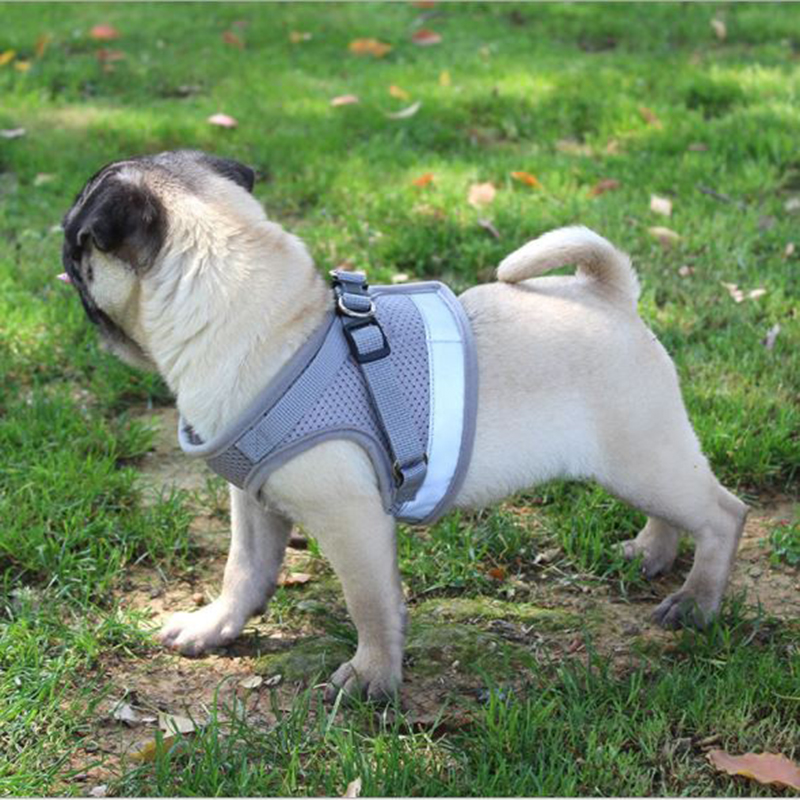 cute dog harness