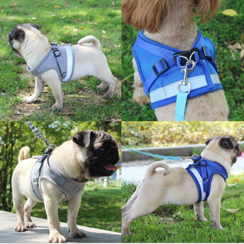 cute dog harness