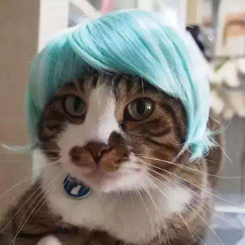 Cat wig