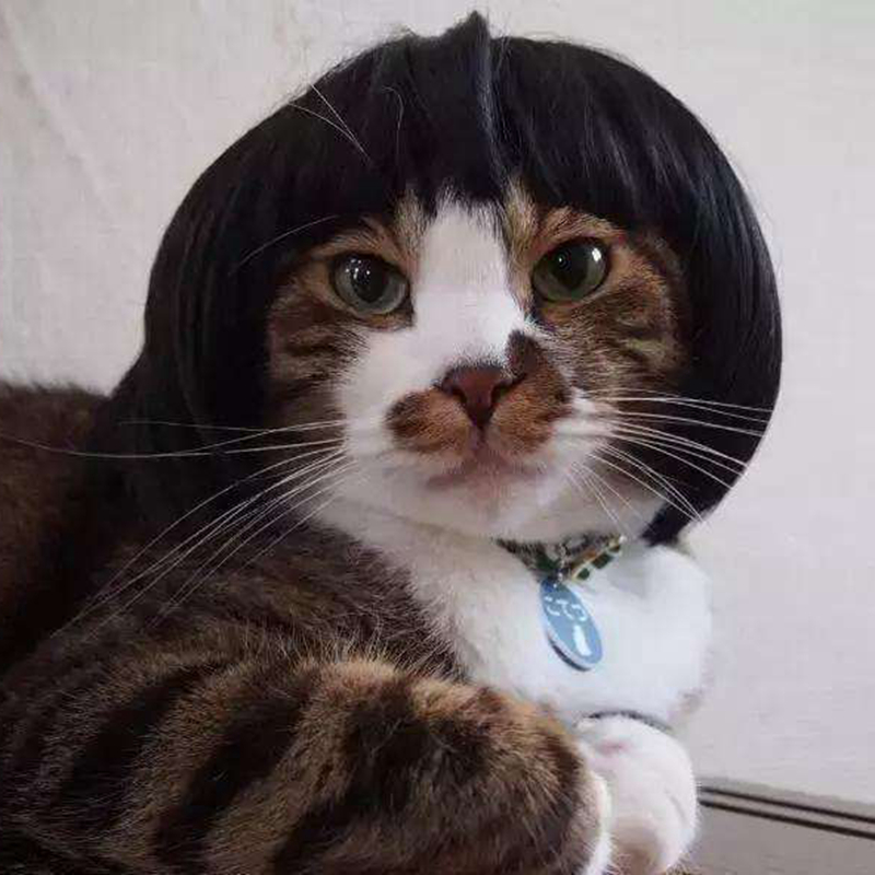 Cat wig