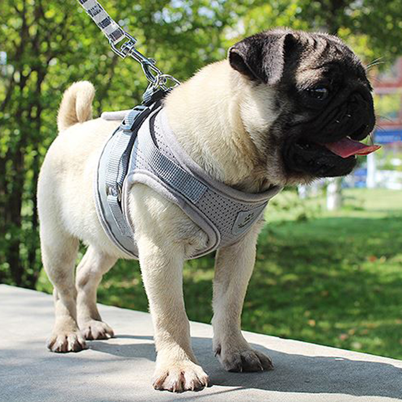 cute dog harness