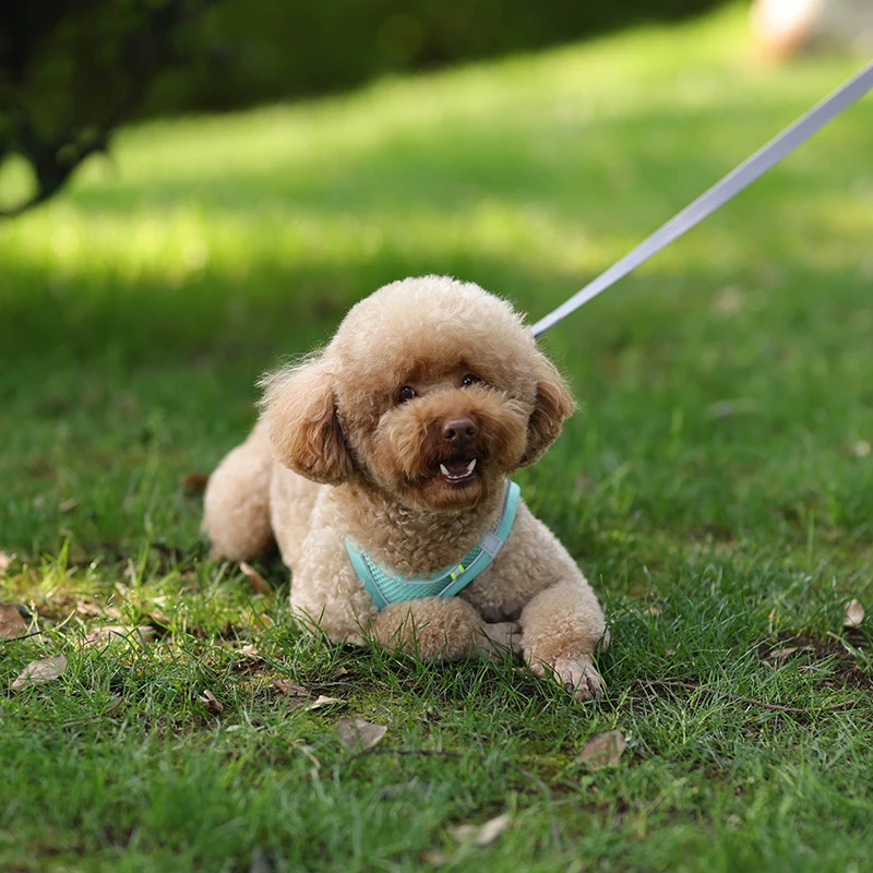 small dog harness