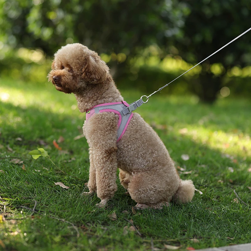 small dog harness