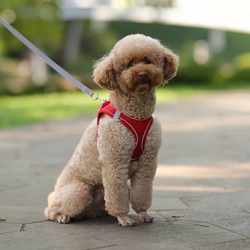 small dog harness