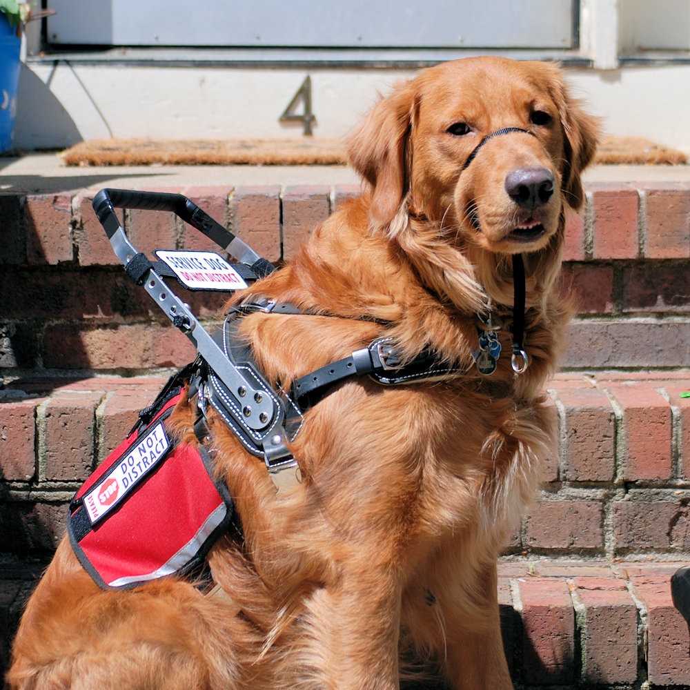 service dog harness