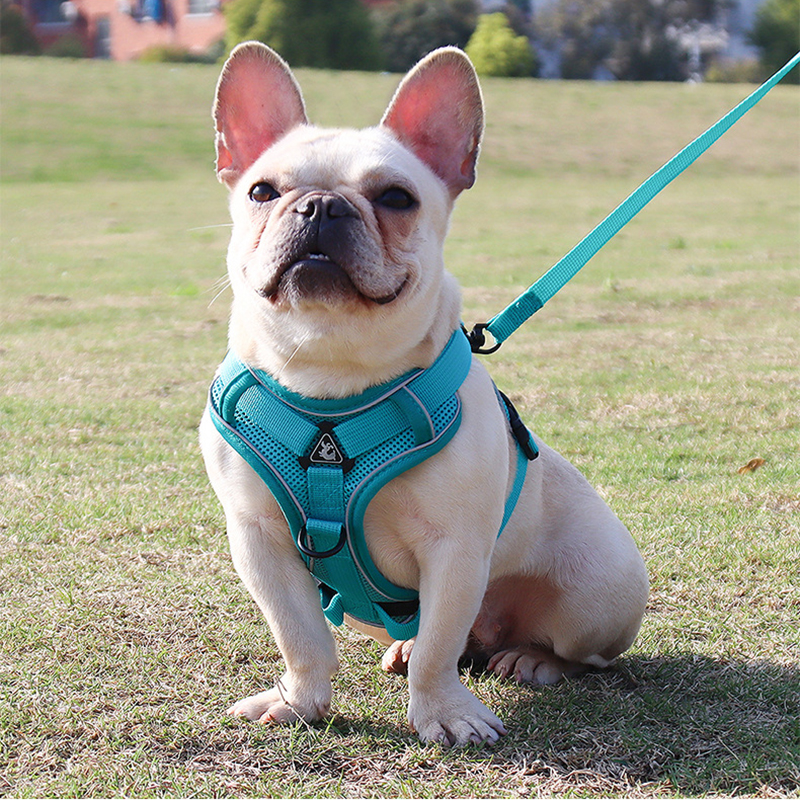 how to measure a dog for a harness