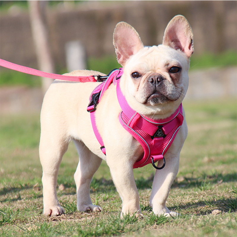 how to measure a dog for a harness