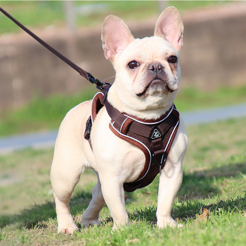 how to measure a dog for a harness