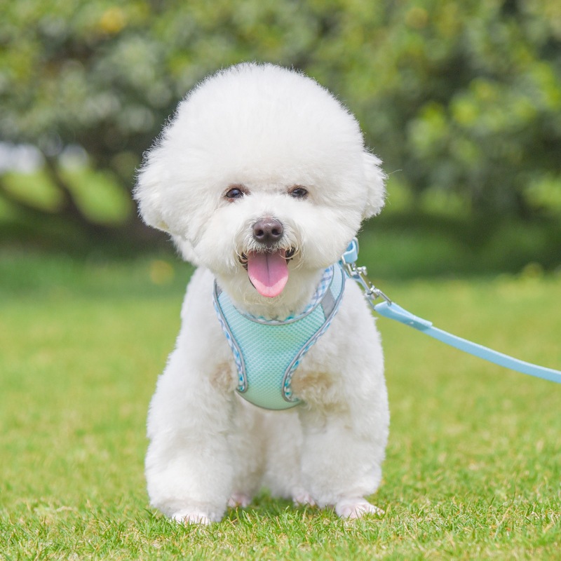 dog harness for walking