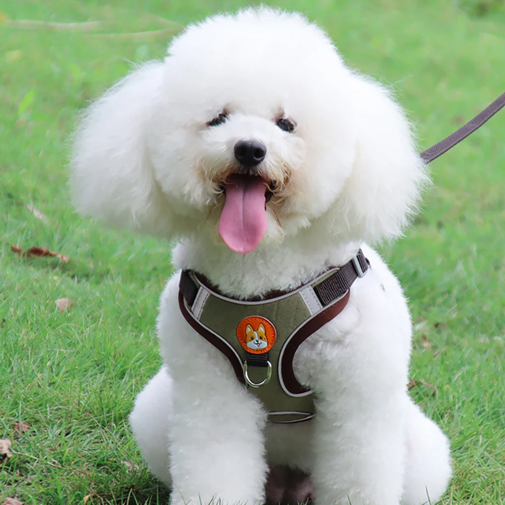 best dog harness for small dogs