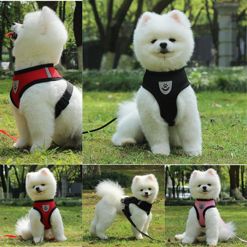 dog harness for small dogs