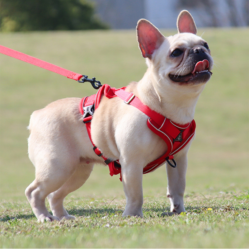 dog lift harness