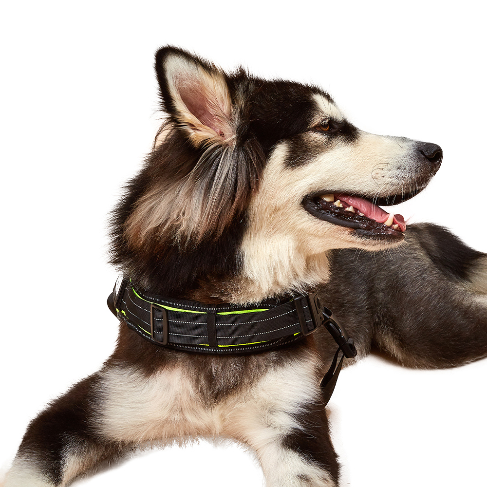 xxs dog harness