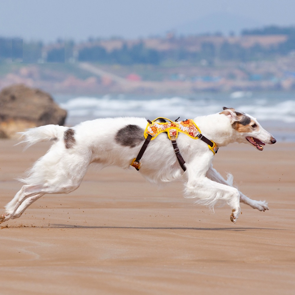 full body dog harness