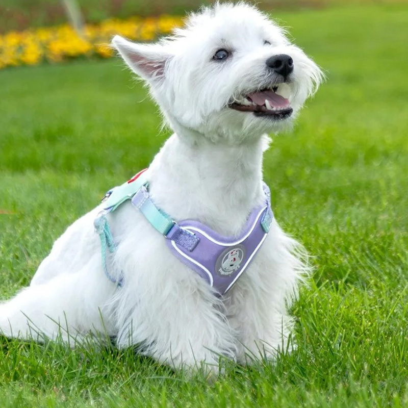 dog pulling harness